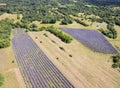 Aerial view of lavender field in full blooming season in diagonal rows Royalty Free Stock Photo