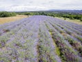 Aerial view of lavender field in full blooming season in diagonal rows Royalty Free Stock Photo