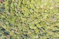 Aerial view photography directly above lush rain forest trees at Malaysia. Untouched jungle, view of the tree tops. Habitat for Royalty Free Stock Photo