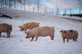 Aerial view of pigs in snow covered field