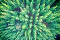 Drone view of pine forest forming patterns in nature Balingup, Western Australia