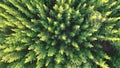 Aerial view of pine forest in nature forming patterns Western Australia