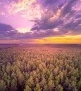 Aerial view of pine forest at sunset with dramatic sky Royalty Free Stock Photo