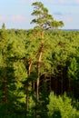 Aerial view of scots or scotch pine Pinus sylvestris tree forest. Royalty Free Stock Photo