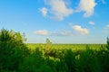 Aerial view of scots or scotch pine Pinus sylvestris tree forest.. Royalty Free Stock Photo