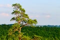 Aerial view of scots or scotch pine Pinus sylvestris tree forest.. Royalty Free Stock Photo