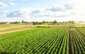 Aerial view of plantation landscape of green potato bushes. Agroindustry and agribusiness. European organic farming. Growing food Royalty Free Stock Photo