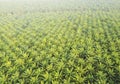 Aerial view on plantation of palm trees background, Top view aerial shot of the palm grove. Royalty Free Stock Photo