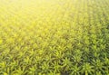 Aerial view on plantation of palm trees background, Top view aerial shot of the palm grove. Royalty Free Stock Photo