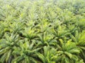 Aerial view on plantation of palm trees background, Top view aerial shot of the palm grove. Royalty Free Stock Photo