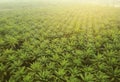 Aerial view on plantation of palm trees background, Top view aerial shot of the palm grove. Royalty Free Stock Photo