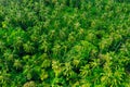 Aerial view on plantation of palm trees jungle plantation in tropical rainforest, Top view aerial shot of the palm grove Royalty Free Stock Photo