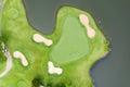 Aerial view of players on a green golf course. Golfer playing on putting green on a summer day Royalty Free Stock Photo