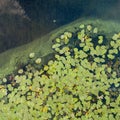 Aerial view of pond with yellow waterlily flowers, green leaf, duckweed in a summer day. Photo from the drone. Royalty Free Stock Photo