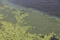 Aerial view of pond with yellow waterlily flowers, green leaf, duckweed in a summer day. pollution of the river due to stagnant Royalty Free Stock Photo