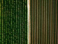 Aerial view of potato rows field in agricultural landscape