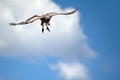 Aerial view of a powerful bird in a blue sky in Tanzania