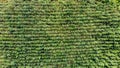 Aerial view of a production forest with small trees planted in a row, in a line. Directly above