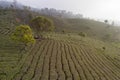 Aerial view of a Pu`er Puer tea plantation in Xishuangbanna, Yunnan - China