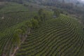 Aerial view of a Pu`er Puer tea plantation in Xishuangbanna, Yunnan - China
