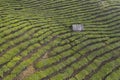 Aerial view of a Pu`er Puer tea plantation in Xishuangbanna, Yunnan - China