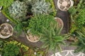 Aerial view of a public park in the tropics showing different types of palms and trees with floral patterns layed out in the Royalty Free Stock Photo