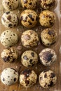 Aerial view of quail eggs in transparent plastic egg cup, selective focus, on wooden table, Royalty Free Stock Photo