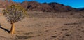 Aerial view of a quiver tree in the desolated desert of the Richtersveld in the Northern Cape in South Africa