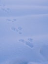 Aerial view of rabbit footprints, animals trails tracks on snow