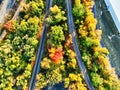 Aerial View of Railroad Tracks and Trees in Fall Color Royalty Free Stock Photo