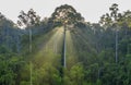 Rainforest tree during sunrise at Borneo Sabah Royalty Free Stock Photo