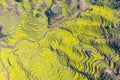 Aerial view of rapeseed flower blooming in terraced fields Royalty Free Stock Photo