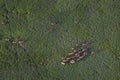 Aerial view of red deer herd running in sedge grass Royalty Free Stock Photo