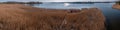 Aerial view of reed beds on the lake in spring