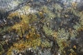 aerial view of regrowth patterns in burned forest