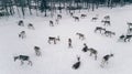 Aerial view of reindeer herd in winter Lapland Finland