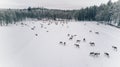 Aerial view of reindeer herd in winter Lapland Finland Royalty Free Stock Photo