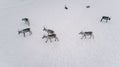 Aerial view of reindeer herd in winter Lapland Finland Royalty Free Stock Photo