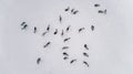 Aerial view of reindeer herd in winter Lapland Finland Royalty Free Stock Photo