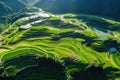 Aerial View of Rice Field in China, Top view or aerial shot of fresh green and yellow rice fields, Longsheng or Longji Rice