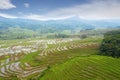 Aerial view of rice field with morning fog Royalty Free Stock Photo