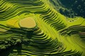 Aerial View of Rice Fields in China, Top view or aerial shot of fresh green and yellow rice fields, Longsheng or Longji Rice