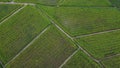 Aerial view of a rice fields in Thailand. green rice fields nature agricultural farm background, top view rice field with pathway Royalty Free Stock Photo