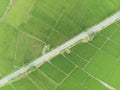 Aerial view of rice plantation in asia.Scenic view rice terrace by drone for background.country road through green rice paddy Royalty Free Stock Photo