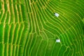 Aerial view of Rice terrace at Ban pa bong piang in Chiang mai, Thailand. Royalty Free Stock Photo