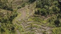 Aerial view of Rice terrace with palm tree in Bali, Indonesia. Royalty Free Stock Photo