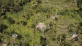 Aerial view of Rice terrace with palm tree in Bali, Indonesia. Royalty Free Stock Photo