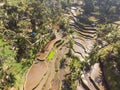 Aerial view of rice terrace and palms in Bali, Indonesia Royalty Free Stock Photo