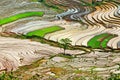 Aerial view of rice terraced fields in Y Ty, Lao Cai,Aerial view of rice terraced fields in Mu Cang Chai, Yen Bai Royalty Free Stock Photo