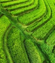 Aerial view of rice terraces. Agricultural landscape from the air. Rice terraces in the summer. UNESCO World Heritage - Jatiluwih Royalty Free Stock Photo